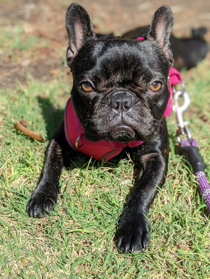 Picture of a black French Bulldog named Leila in the sun lying down on grass